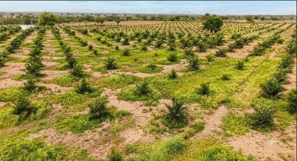 Fenced farmland parcels with young plantation