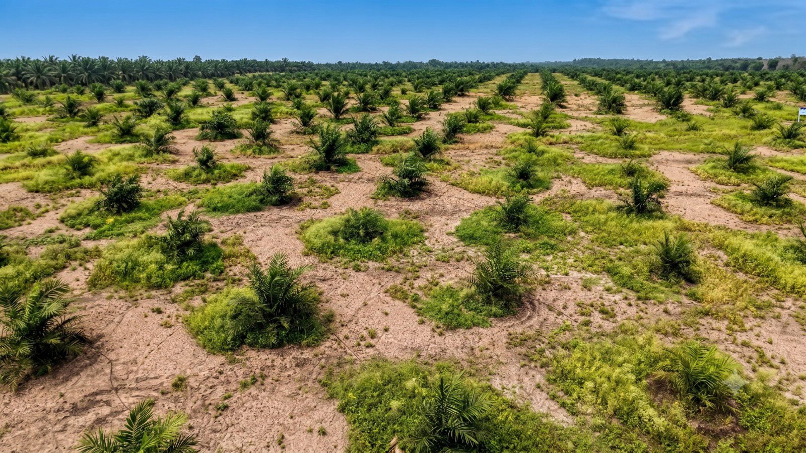Grown orchards across the Vaibhawi Aura farm