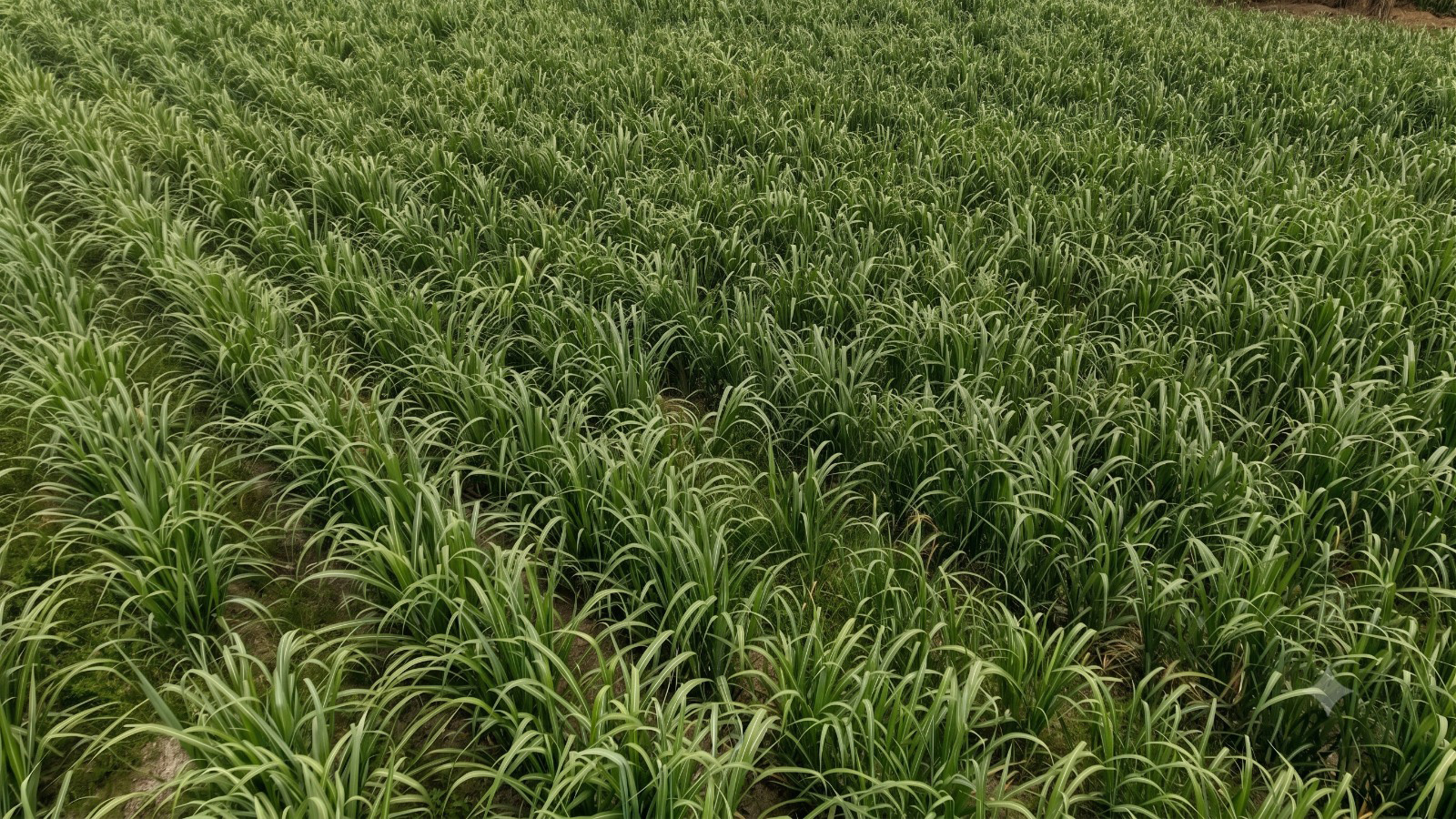 Open farmland plots ready to develop