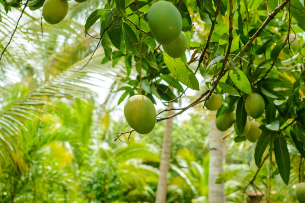 Mango trees with fruits.