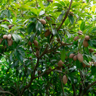 Sapodilla tree with young fruit and green leaves. Evergreen tree. Sapodilla fruit garden. Exotic fruit. Tropical fruit. Sapodilla orchard. Chicle from bark is used to make chewing gum. Marmalade plum.